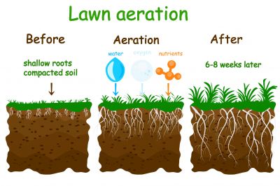 Lawn Aerating