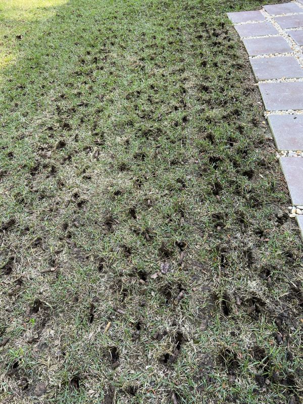 Fall Lawn Aeration