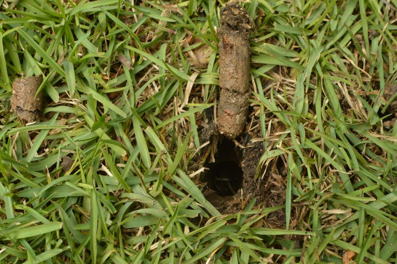 Close-up of Soil Holes