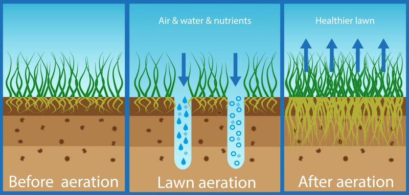 Healthy Lawn After Aeration