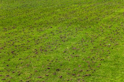 Alleviate Compacted Soils!