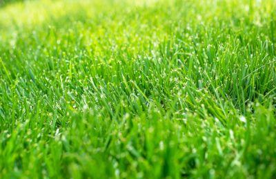 Improve Your Lawn!